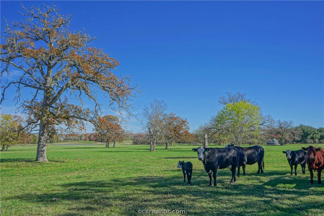 26+/- ACRES DYESS RD, COLLEGE STATION, TX 77845, photo 1 of 36